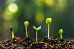 Image of a flower growing