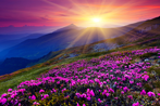 Beautiful field of green grass at top of mountain