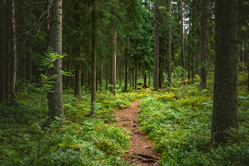 A direct path through a forest